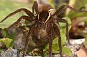 Dolomedes_fimbriatus_D5095_Z_91_Canal du Nivernais_Frankrijk